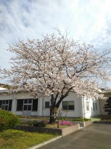 3/24　喫茶日　桜餅